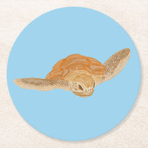 海亀の水の下 – 透明。