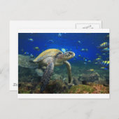 海亀の海中熱帯太平洋海 ポストカード (正面/裏面)