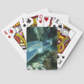 海亀の海底写真 トランプ (裏面)
