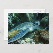 海亀の海底写真 ポストカード (正面/裏面)