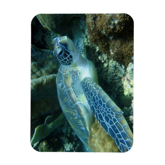 海亀の海底写真 マグネット (縦)