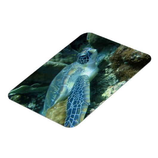 海亀の海底写真 マグネット (左側)