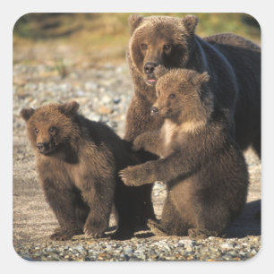 海岸にいる子グマのいるヒグマの母熊 スクエアシール