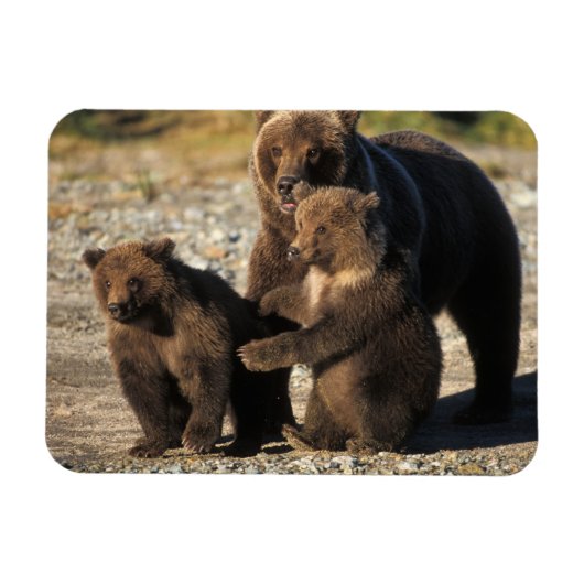 海岸にいる子グマのいるヒグマの母熊 マグネット (横)