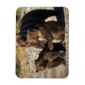 海岸にいる子グマのいるヒグマの母熊 マグネット (縦)