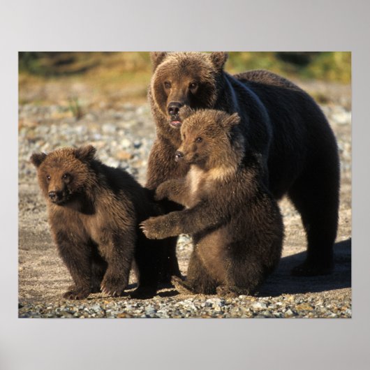 海岸にいる子連れのヒグマの母熊 ポスター (正面)