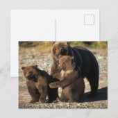 海岸にいる子連れのヒグマの母熊 ポストカード (正面/裏面)