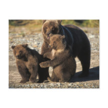 海岸にいる子連れのヒグマの母熊
