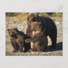 海岸にいる子連れのヒグマの母熊 ポストカード