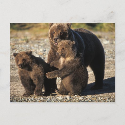海岸にいる子連れのヒグマの母熊 ポストカード (正面)
