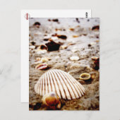 海岸のはがきの貝殻 ポストカード (正面/裏面)