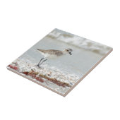 海岸のチドリ タイル (側面)