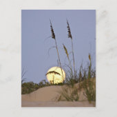 海岸のハルクサ(Uniola paniculata)が砂の上で成長する ポストカード (正面)