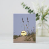 海岸のハルクサ(Uniola paniculata)が砂の上で成長する ポストカード (スタンド正面)