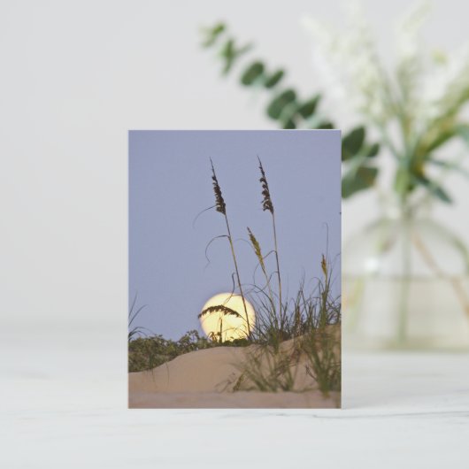 海岸のハルクサ(Uniola paniculata)が砂の上で成長する ポストカード (スタンド正面)