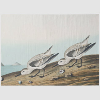 海岸のミサゴ チドリ カモメ ティッシュペーパー 薄葉紙