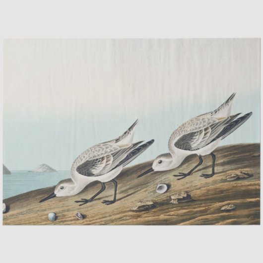 海岸のミサゴ チドリ カモメ ティッシュペーパー 薄葉紙 (正面)