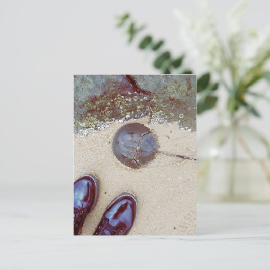 「海岸の一日」- タカアシガニ, ビーチコーミングに最適な日は、素晴らしい発見をもたらします。
2 ポストカード (スタンド正面)