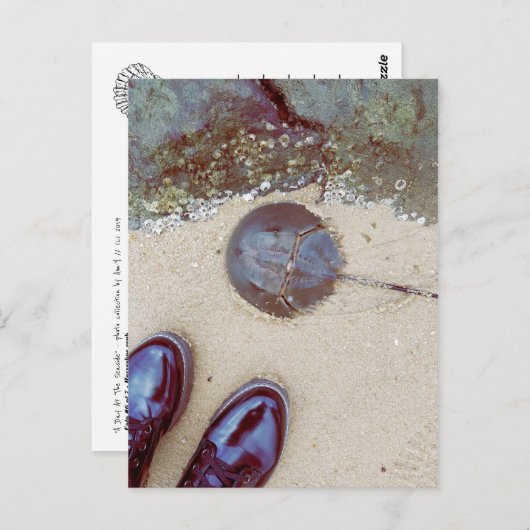 「海岸の一日」- タカアシガニ, ビーチコーミングに最適な日は、素晴らしい発見をもたらします。
2 ポストカード (正面/裏面)