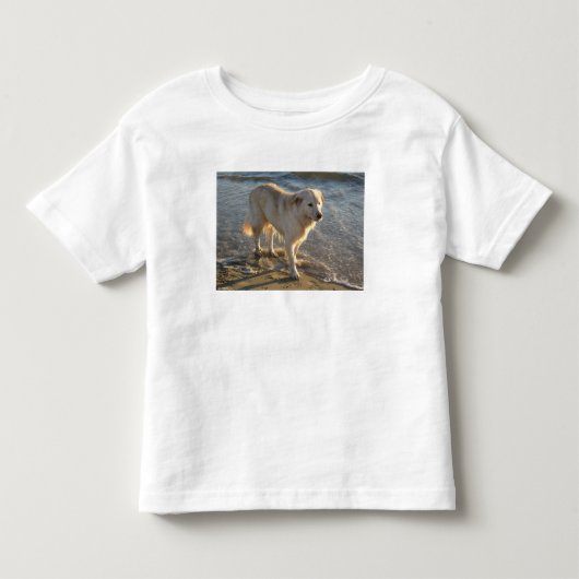 海岸の犬 トドラーTシャツ (正面)