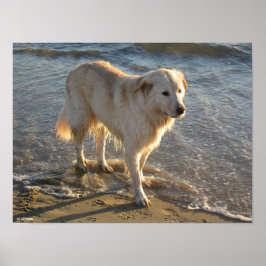 海岸の犬 ポスター
