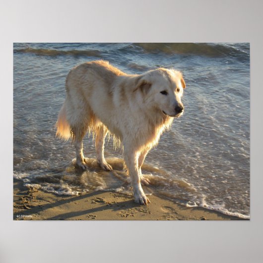海岸の犬 ポスター (正面)