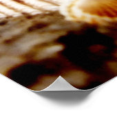 海岸の貝殻…プリント ポスター (角)