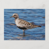海岸の黒海老のチドリ ポストカード (正面)