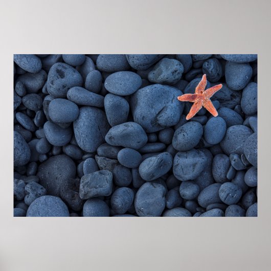 海岸沿いの黒い岩の上のヒトデ |アイスランド ポスター (正面)