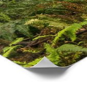 海岸赤林に咲くシャクナゲ/ ポスター (角)