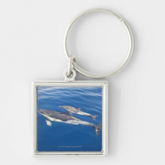 海峡のマイルカ キーホルダー (正面)