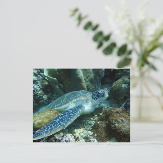 海底のカメの写真 ポストカード (スタンド正面)