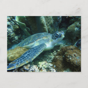 海底のカメの写真 ポストカード