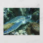 海底のカメの写真 ポストカード (正面)