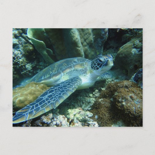 海底のカメの写真 ポストカード (正面)