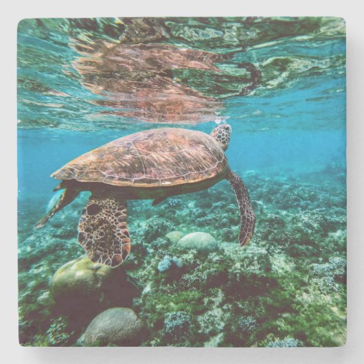 海底熱帯ウミガメ ストーンコースター (正面)