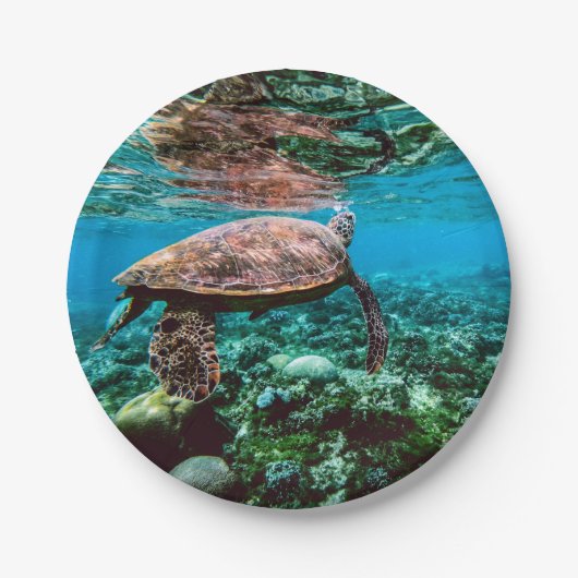 海底熱帯ウミガメ ペーパープレート (正面)