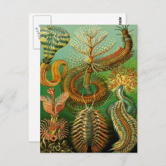 海底色 ポストカード (正面/裏面)