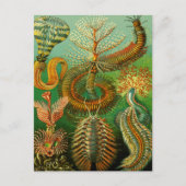 海底色 ポストカード (正面)