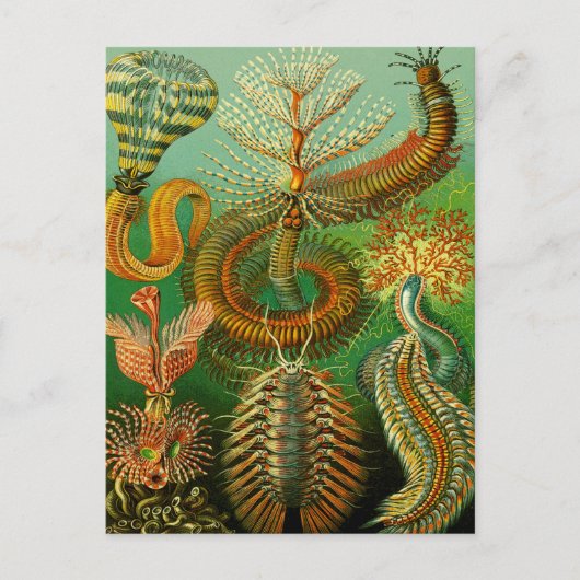 海底色 ポストカード (正面)