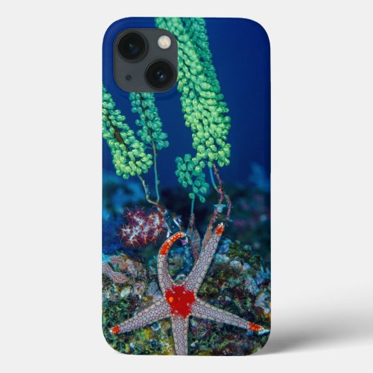 海星および尾索動物 Case-Mate iPhoneケース (裏面)