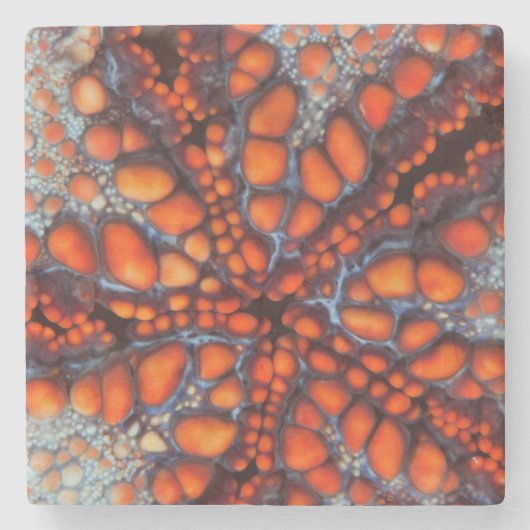 海星|Cambodiaの裏側 ストーンコースター (正面)