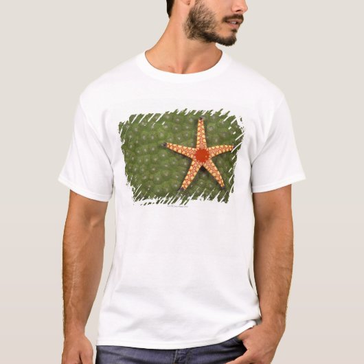 海星 Tシャツ (正面)