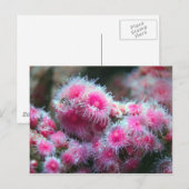 海植物 ポストカード (正面/裏面)