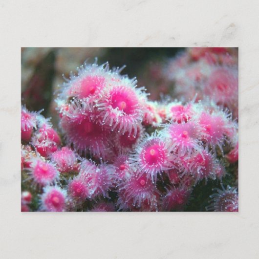 海植物 ポストカード (正面)