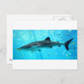 海水シック·スタイリッシュシクールック·クジラザメ ポストカード (正面/裏面)