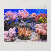 海水族館 – コーラルリーフ ポストカード (正面)