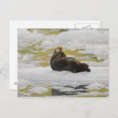 海水浴場は小さな氷山の上にある ポストカード (正面/裏面)