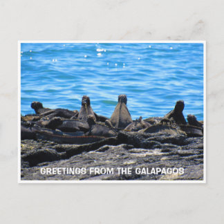 海洋イグアナの挨拶 ポストカード