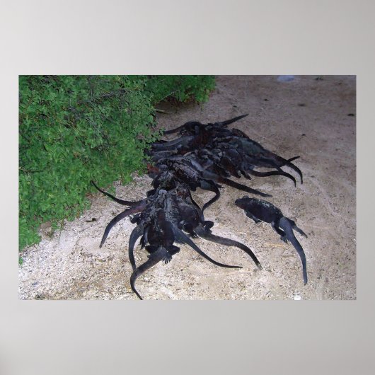 海洋イグアナ山 ポスター (正面)